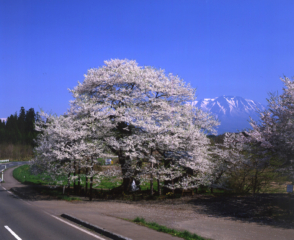 Kobo cherry blossoms in Nanatsuda