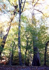 十二神自然保护和教育森林