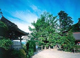ต้นแปะก๊วยขนาดใหญ่ที่วัดโชเซนจิ