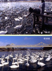 Swan flying area (new embankment/Sango Bridge)