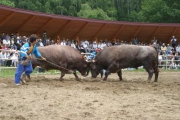 Hiraniwa Kogen bullfighting tournament azalea venue