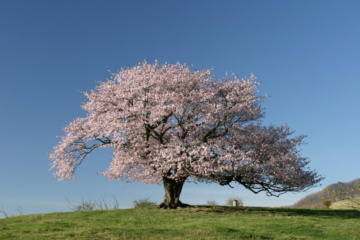 A single cherry tree in Kamegamori