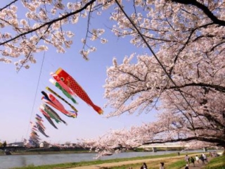 เทศกาลดอกซากุระคิตาคามิเท็นโชจิ