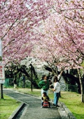 เทศกาลดอกซากุระที่สวนสาธารณะโอโมโนมิ