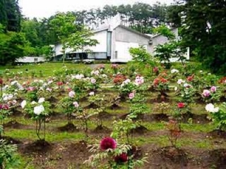 สวนดอกโบตั๋นในเมืองฮานามากิ
