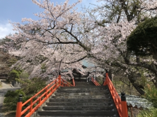 후쿠센지 꽃 축제