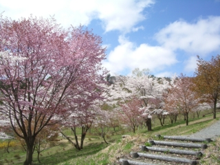 Sakuramatsu Park