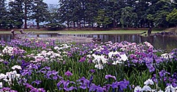 Motsuji Iris Garden