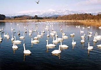 Akaishi embankment and swan