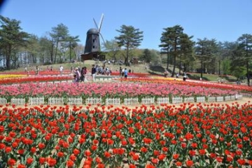Forest, water and tulip festival