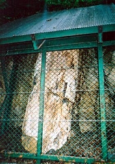 藤里石化樹