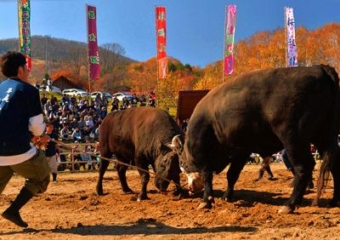 การแข่งขันสู้วัวกระทิงฮิรานิวะ สถานที่โมมิจิ