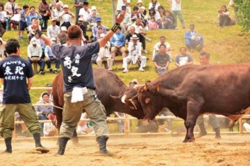 Shirakaba Shirakaba Bullfighting Tournament