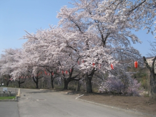 Ninohe Civic Cultural Center (cherry blossoms along the Mabuchi River)