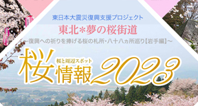 Cherry blossom information 2023 – Northern and central areas of the prefecture