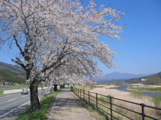 一排排斜紋櫻花樹