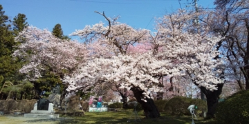 미즈사와 공원 벚꽃 축제