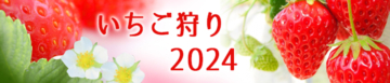 Strawberry picking 2024